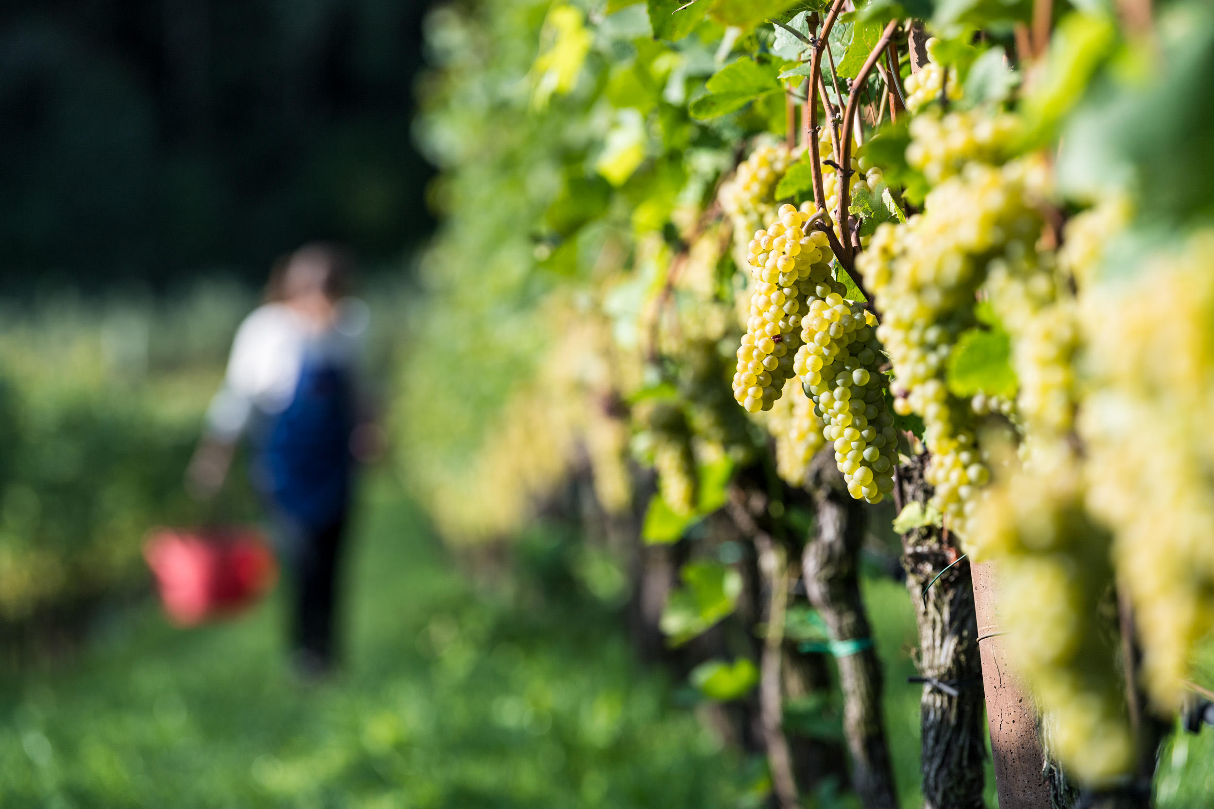 Viti con uve bianche